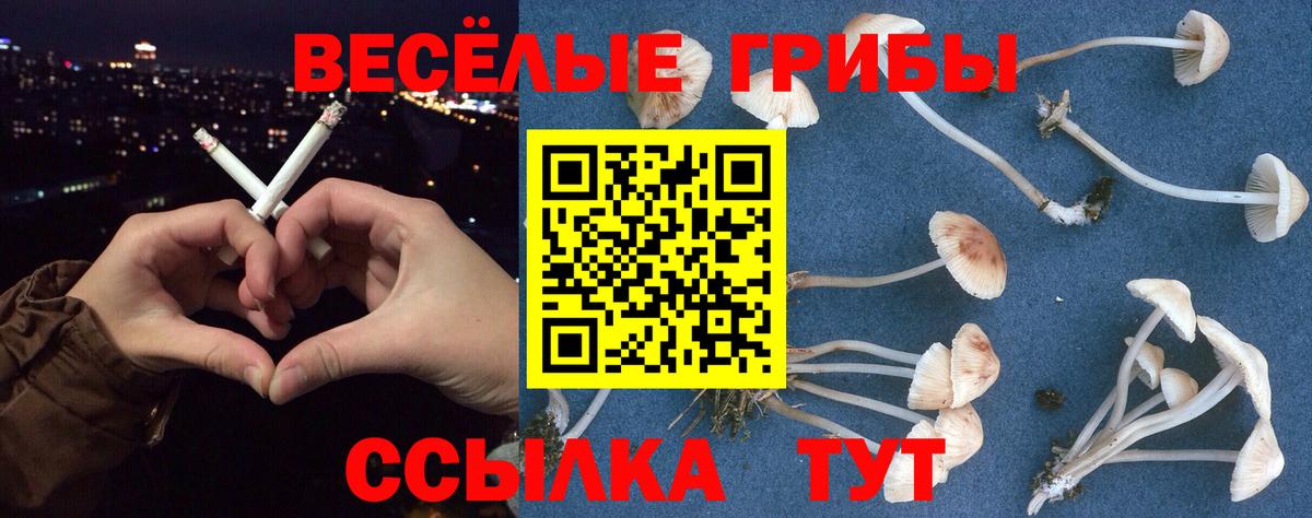 Псилоцибиновые грибы Psilocybe Знаменск